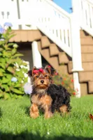 Poppy, a female Yorkipoo for sale in Sugarcreek, OH – 6 of 7