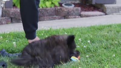 Troy, a male Shihpoo for sale in Sugarcreek, OH – 6 of 6
