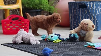 Keith, a male Maltipoo for sale in Sugarcreek, OH – 9 of 9