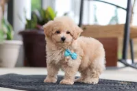 Kenny, a male Maltipoo for sale in Sugarcreek, OH – 6 of 7