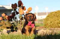 Patter, a male Yorkipoo for sale in Sugarcreek, OH – 3 of 6