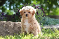 Posie , a female Maltipoo for sale in Sugarcreek, OH – 3 of 9