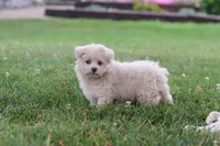 Nora, a female Maltipoo for sale in Sugarcreek, OH – 9 of 10