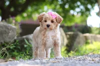 Peanut, a female Maltipoo for sale in Sugarcreek, OH – 2 of 9