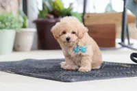 Kenny, a male Maltipoo for sale in Sugarcreek, OH – 5 of 7