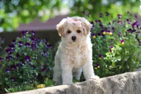 Penny, a female Maltipoo for sale in Sugarcreek, OH – 2 of 10