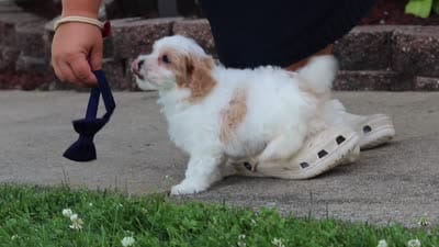 Joey, a male Maltipoo for sale in Sugarcreek, OH – 8 of 8
