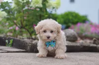 Noah, a male Maltipoo for sale in Sugarcreek, OH – 2 of 6