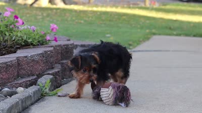 Poppy, a female Yorkipoo for sale in Sugarcreek, OH – 7 of 7