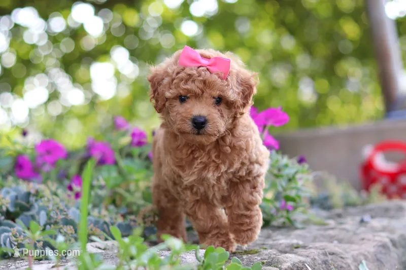 Janika – Poodle - Miniature  puppy for sale in Sugarcreek, OH