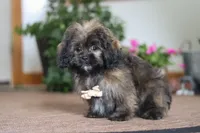 Jona, a male Shihpoo for sale in Sugarcreek, OH – Photo 3 of 5