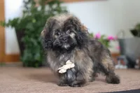 Jona, a male Shihpoo for sale in Sugarcreek, OH – Photo 5 of 5