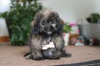Jona, a male Shihpoo for sale in Sugarcreek, OH – Photo 1 of 5