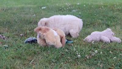 Nora, a female Maltipoo for sale in Sugarcreek, OH – 10 of 10