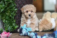 Jessica, a female Maltipoo for sale in Sugarcreek, OH – Photo 2 of 10