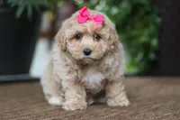 Jessica, a female Maltipoo for sale in Sugarcreek, OH – Photo 3 of 10