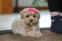 Jessica, a female Maltipoo for sale in Sugarcreek, OH – Photo 7 of 10