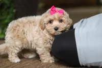 Jessica, a female Maltipoo for sale in Sugarcreek, OH – Photo 4 of 10