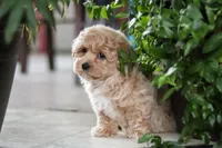 Jessica, a female Maltipoo for sale in Sugarcreek, OH – Photo 8 of 10