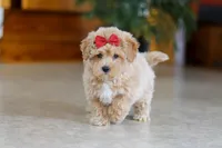 Jessica, a female Maltipoo for sale in Sugarcreek, OH – Photo 3 of 5