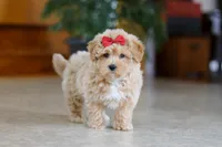 Jessica, a female Maltipoo for sale in Sugarcreek, OH – Photo 2 of 5