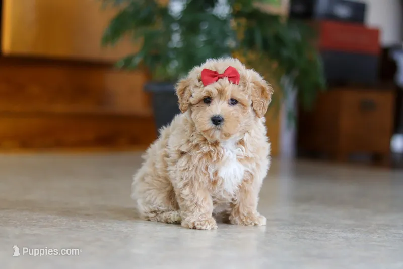 Jessica – Maltipoo puppy on hold in Sugarcreek, OH