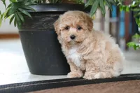 Jessica, a female Maltipoo for sale in Sugarcreek, OH – Photo 10 of 10