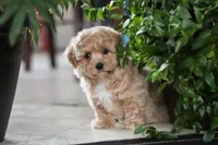 Jessica, a female Maltipoo for sale in Sugarcreek, OH – Photo 9 of 10