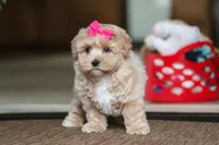 Jessica, a female Maltipoo for sale in Sugarcreek, OH – Photo 5 of 10