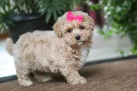 Jessica, a female Maltipoo for sale in Sugarcreek, OH – Photo 1 of 10