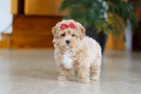 Jessica, a female Maltipoo for sale in Sugarcreek, OH – Photo 4 of 5