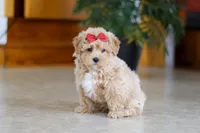 Jessica, a female Maltipoo for sale in Sugarcreek, OH – Photo 5 of 5