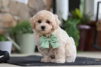 Karl, a male Maltipoo for sale in Sugarcreek, OH – 3 of 8