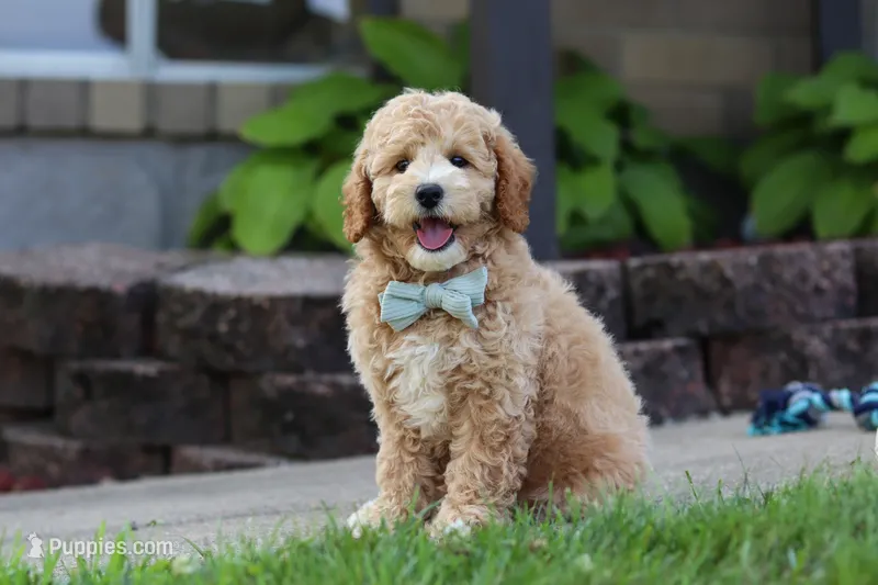 Brunco – Poodle - Miniature  puppy for sale in Sugarcreek, OH