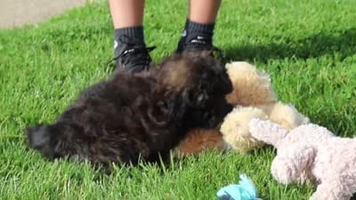 Troy, a male Shihpoo for sale in Sugarcreek, OH – 6 of 6