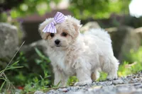 Poppie, a female Maltipoo for sale in Sugarcreek, OH – 9 of 9