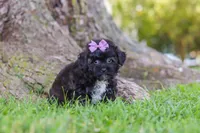 Pretzel, a female Maltipoo for sale in Sugarcreek, OH – 6 of 8