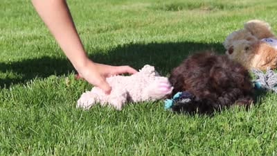 Tyler, a male Shihpoo for sale in Sugarcreek, OH – 8 of 8