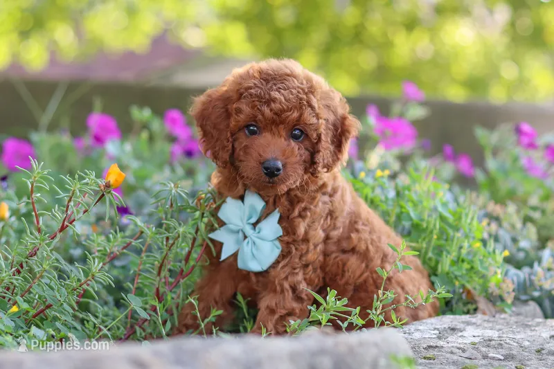 Jude – Poodle - Miniature  puppy for sale in Sugarcreek, OH