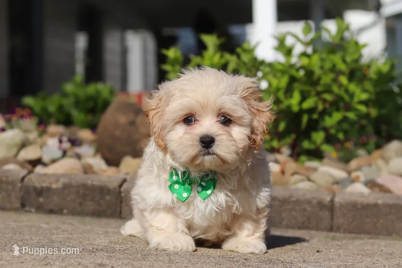 Trandon – Shihpoo puppy for sale in Sugarcreek, OH