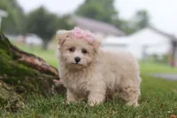Nora, a female Maltipoo for sale in Sugarcreek, OH – 8 of 10