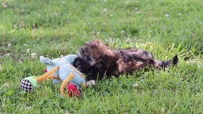 Chip, a male Maltipoo for sale in Sugarcreek, OH – 7 of 7