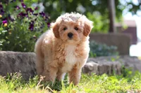 Posie , a female Maltipoo for sale in Sugarcreek, OH – 5 of 9