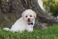 Marshmelllow, a male Maltipoo for sale in Sugarcreek, OH – 3 of 7