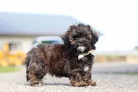 Tyler, a male Shihpoo for sale in Sugarcreek, OH – 3 of 8