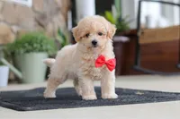 Kolten, a male Maltipoo for sale in Sugarcreek, OH – 7 of 10