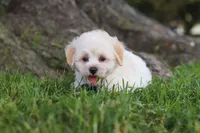 Marshmelllow, a male Maltipoo for sale in Sugarcreek, OH – 4 of 7