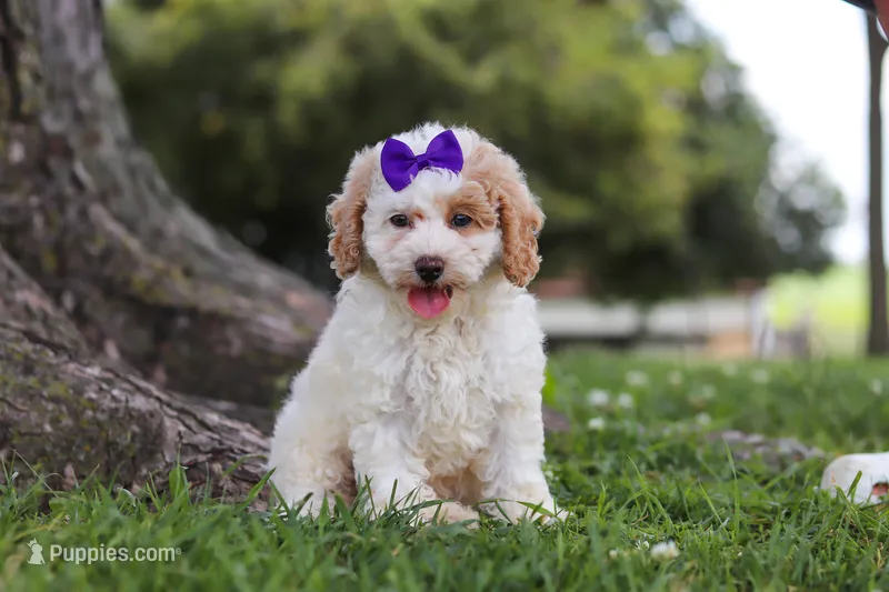 Bella – Poodle - Miniature  puppy for sale in Sugarcreek, OH