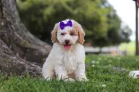 Bella, a female Poodle - Miniature  for sale in Sugarcreek, OH – 1 of 6