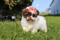 Tabby, a female Shihpoo for sale in Sugarcreek, OH – 5 of 6